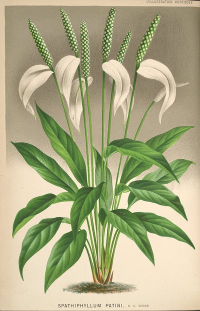 Spathiphyllum Patinii by Unknown